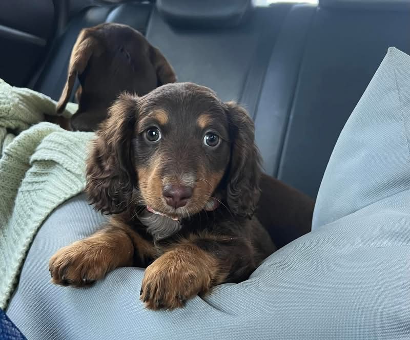 Mini Dachshund — Chocolate Longhair, Biscuit