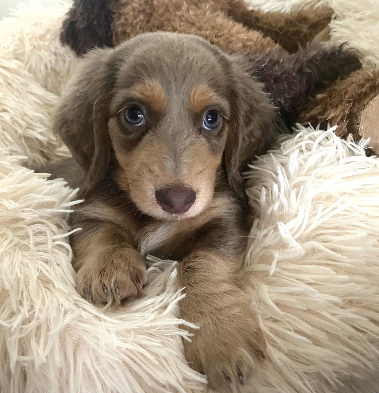 Mini Dachshund — Isabella Dapple, Mochi