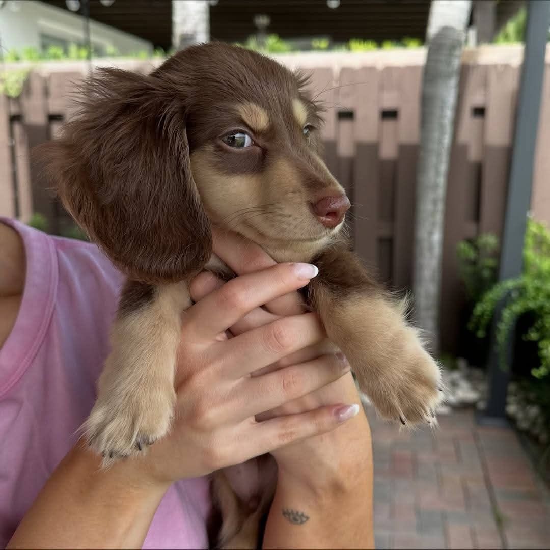 Mini Dachshund — Chocolate Longhair, Penny