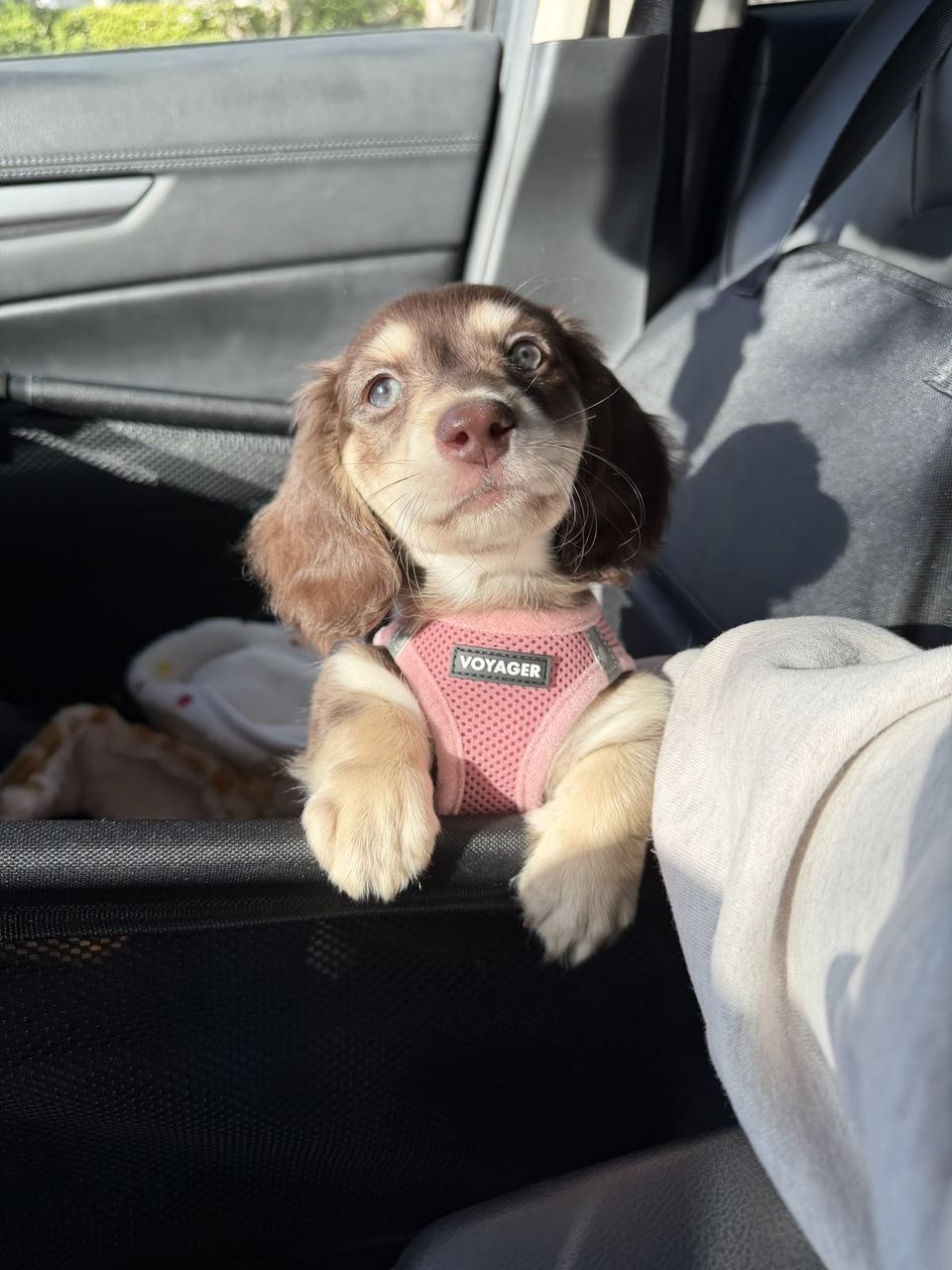 Mini Dachshund — Cream Longhair, Otis