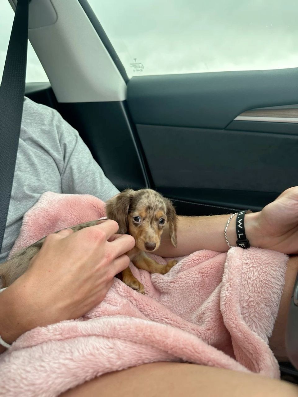 Mini Dachshund — Silver Dapple, Simba
