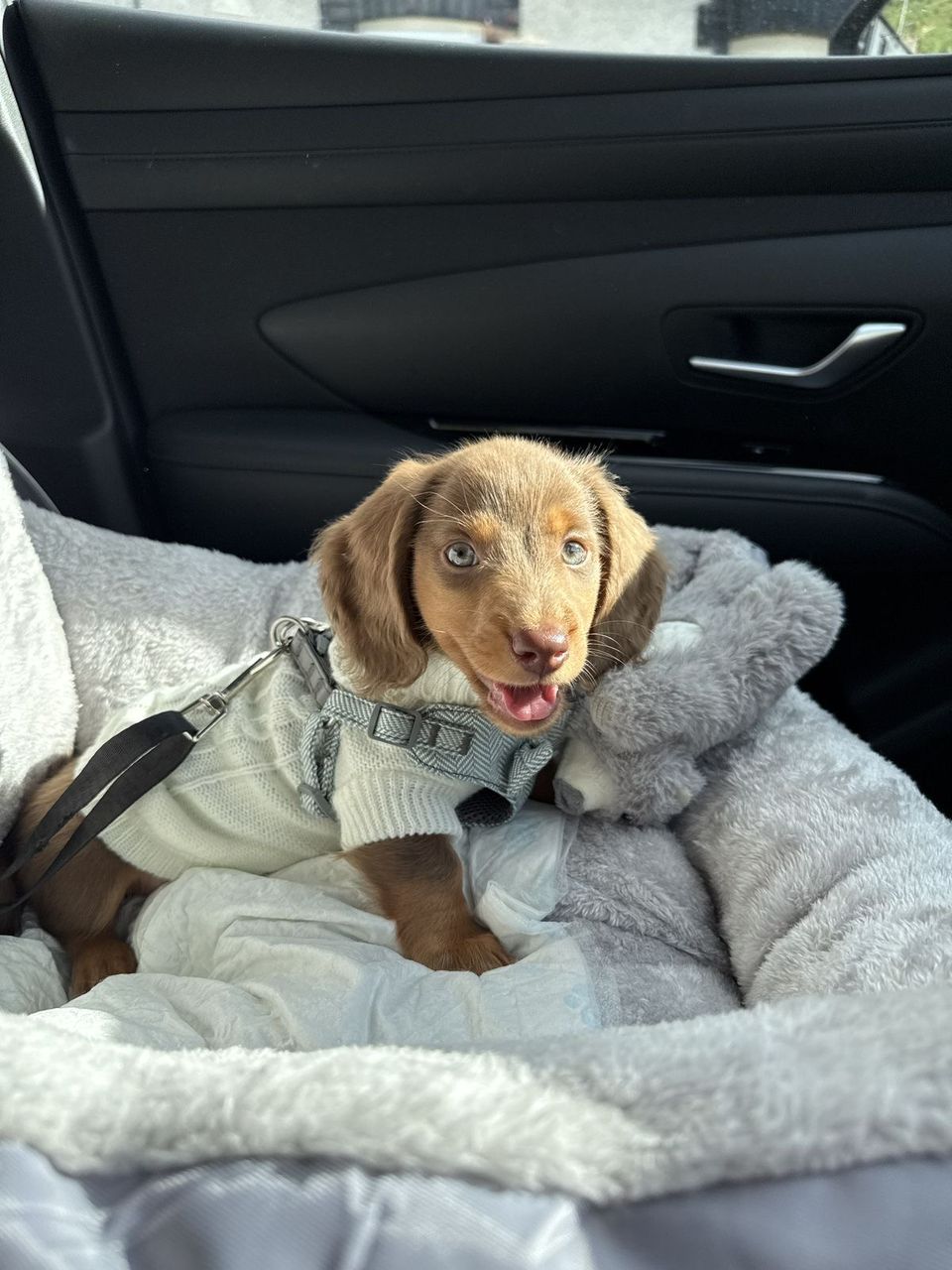 Mini Dachshund — Cream Longhair, Bear