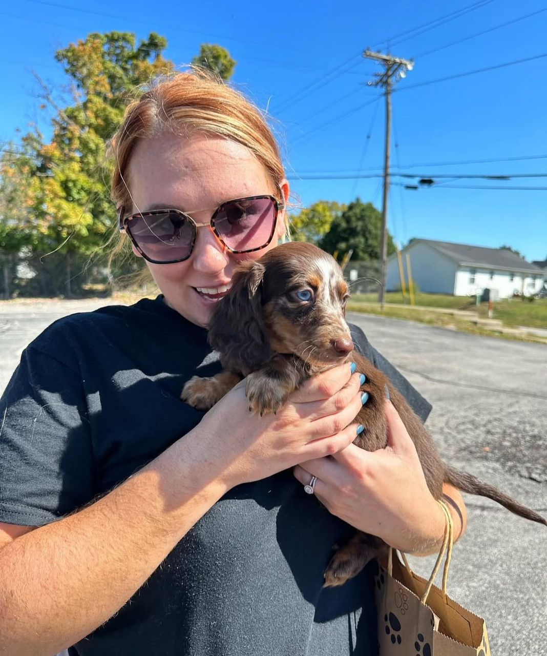 Mini Dachshund — Chocolate Dapple, Mabel