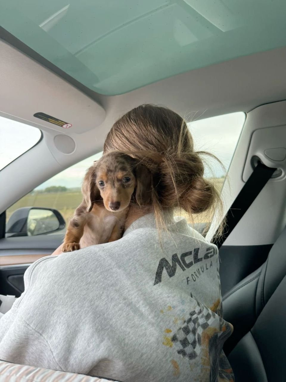 Mini Dachshund — Chocolate Dapple, Olive